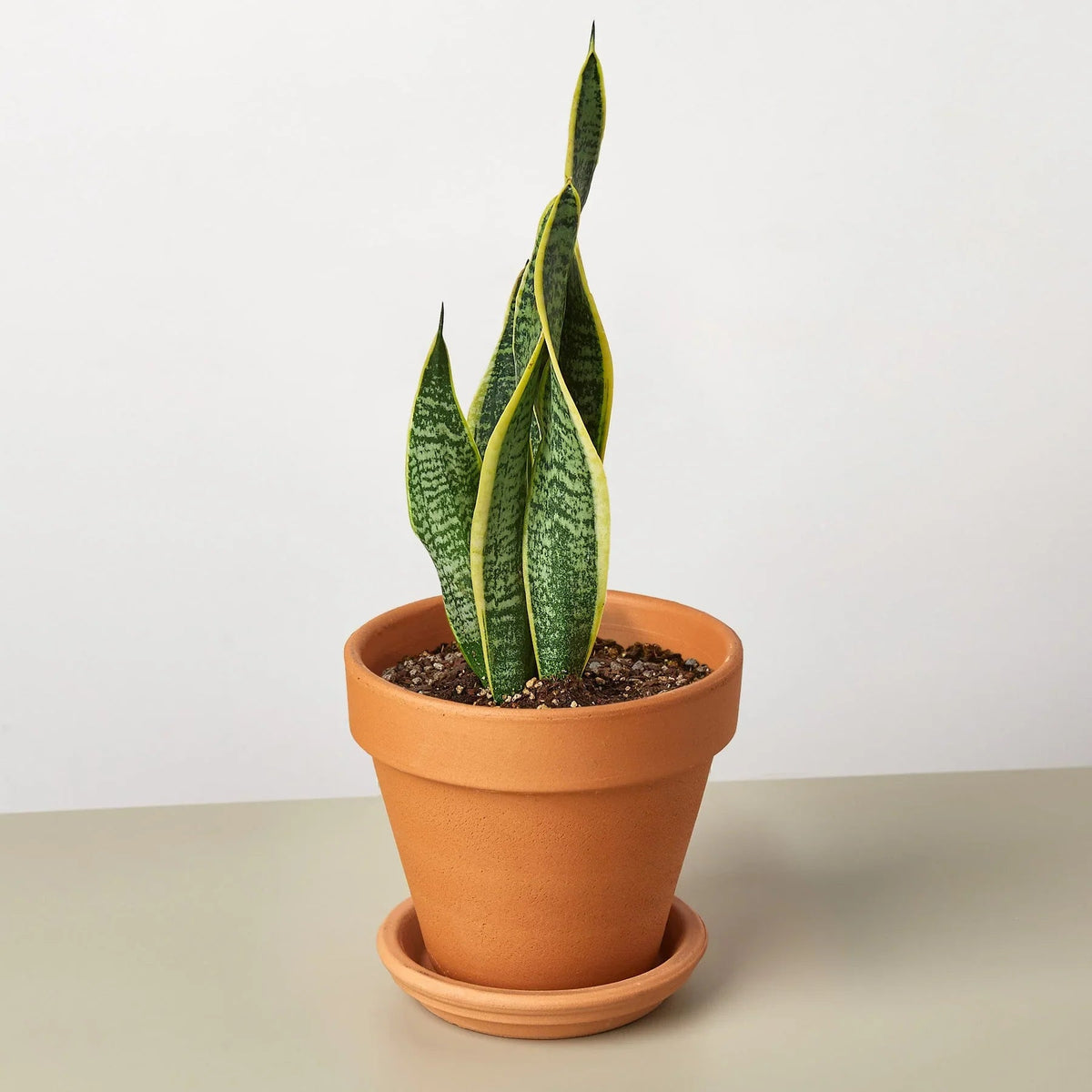 Snake Plant Laurentii - Fleurish Plant Care, LLC