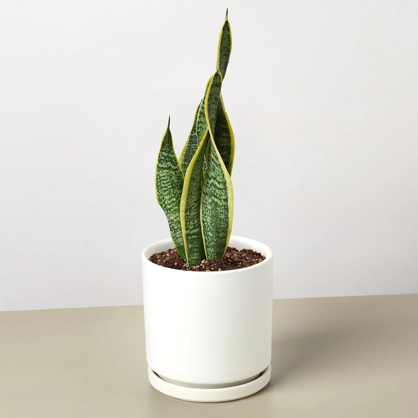Snake Plant Laurentii - Fleurish Plant Care, LLC