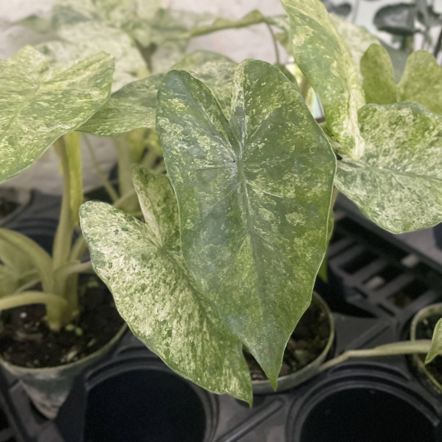 Alocasia Camouflage - Live Plant - RARE