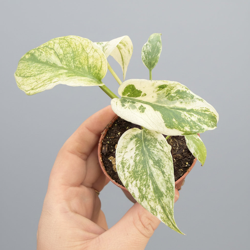 Mint Variegated Monstera - 3" Live Plant - RARE