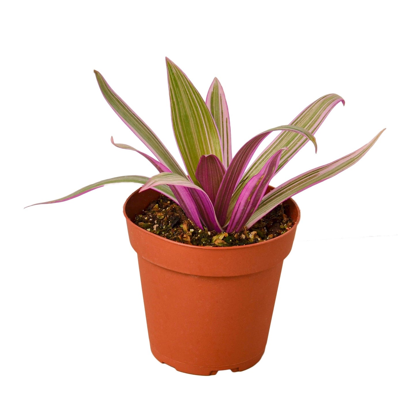 Oyster Plant 'Moses in the Cradle' - Fleurish Plant Care, LLC