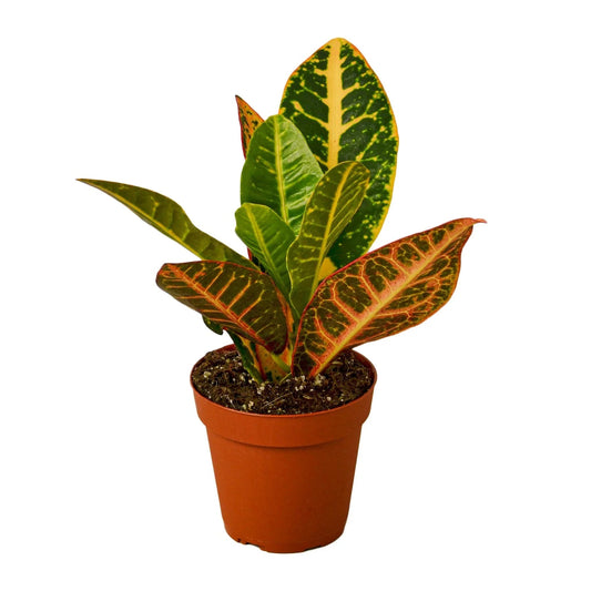 Croton Petra 'Joseph's Coat' - Fleurish Plant Care, LLC