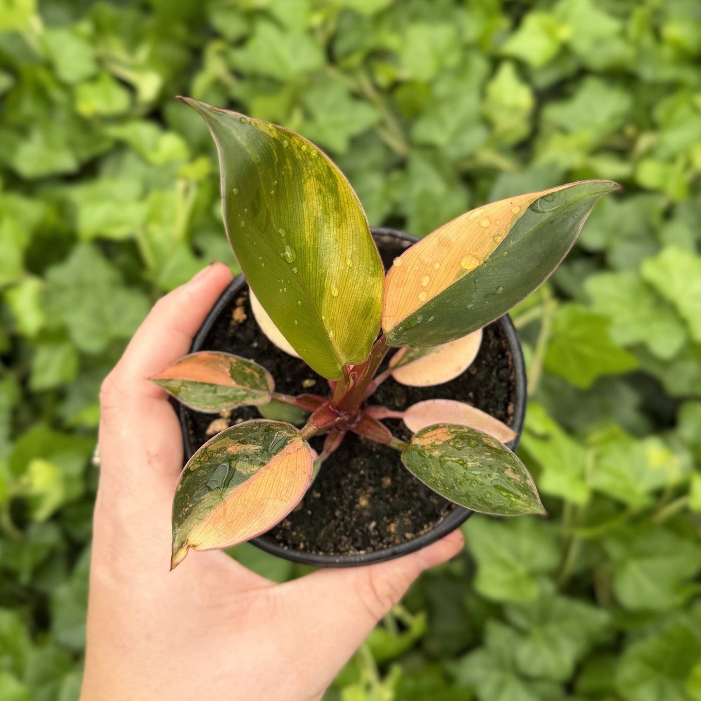 Philodendron Red Congo Variegated - 4" Live Plant - Rare