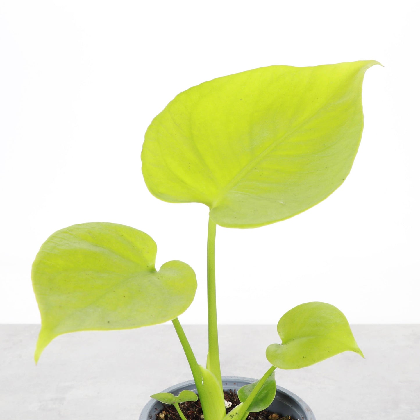 Monstera Super Golden - 4" Live Plant - RARE