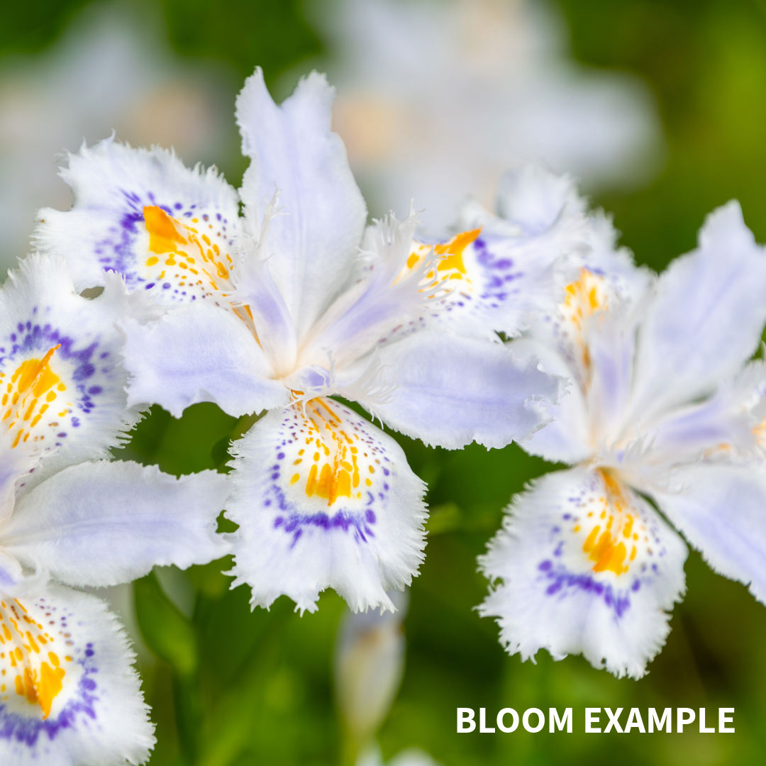 Variegated Iris Japonica - Fringed Iris - Live Perennial