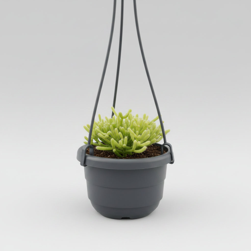 Rhipsalis Cereuscula Hanging Pot - 4" Live Plant