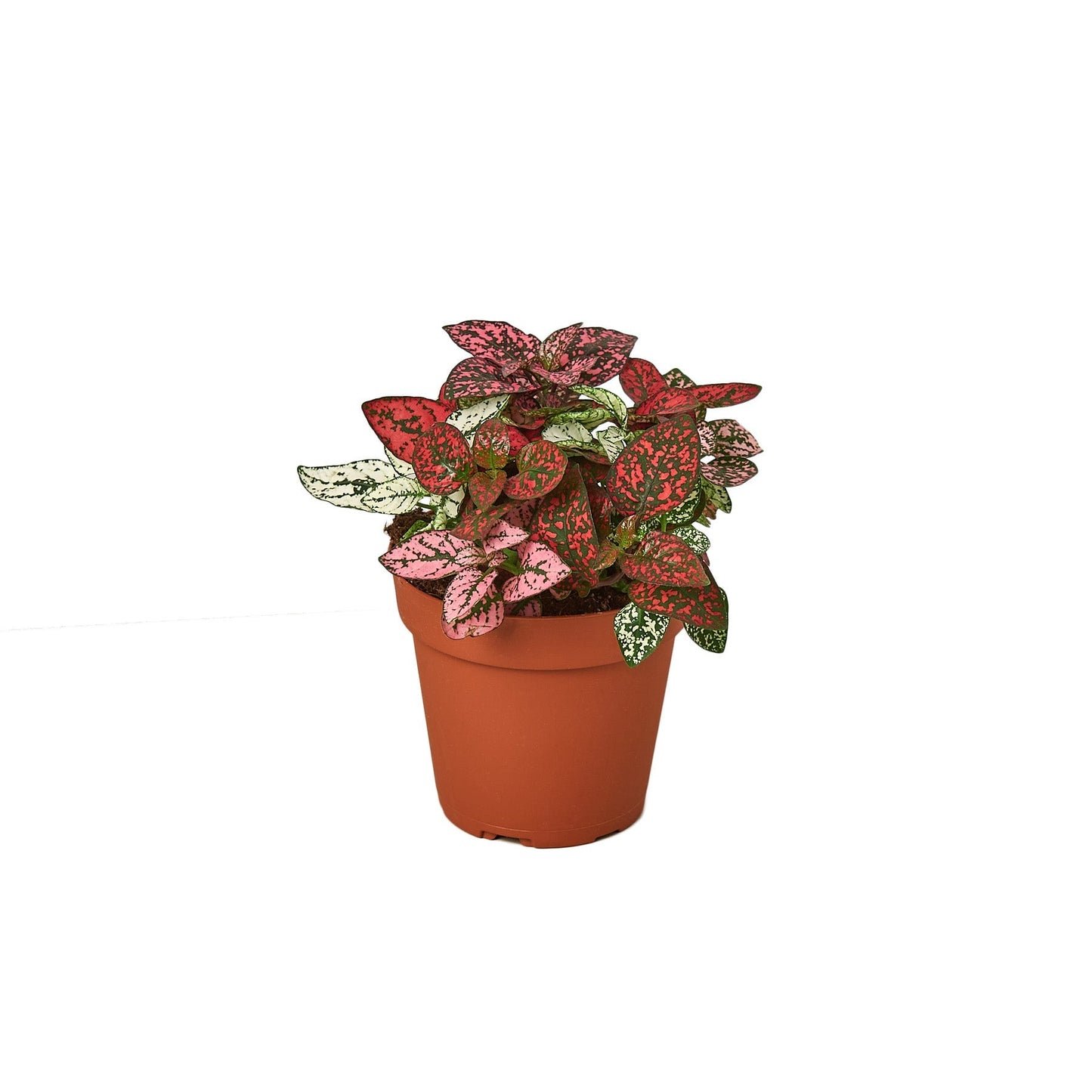 Hypoestes 'Polka Dot' - Fleurish Plant Care, LLC