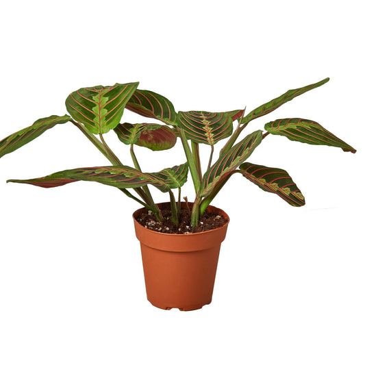🐾Maranta Red Prayer - Fleurish Plant Care, LLC