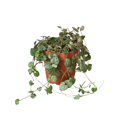 Succulent 'String of Hearts' - Fleurish Plant Care, LLC