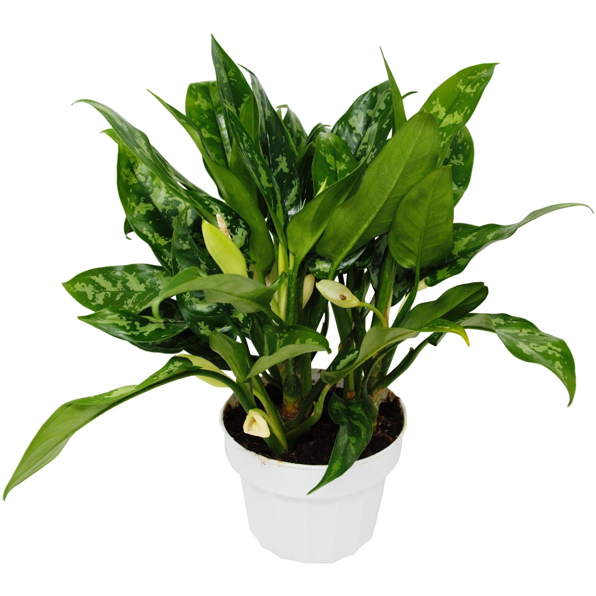 Chinese Evergreen 'Maria' - Fleurish Plant Care, LLC