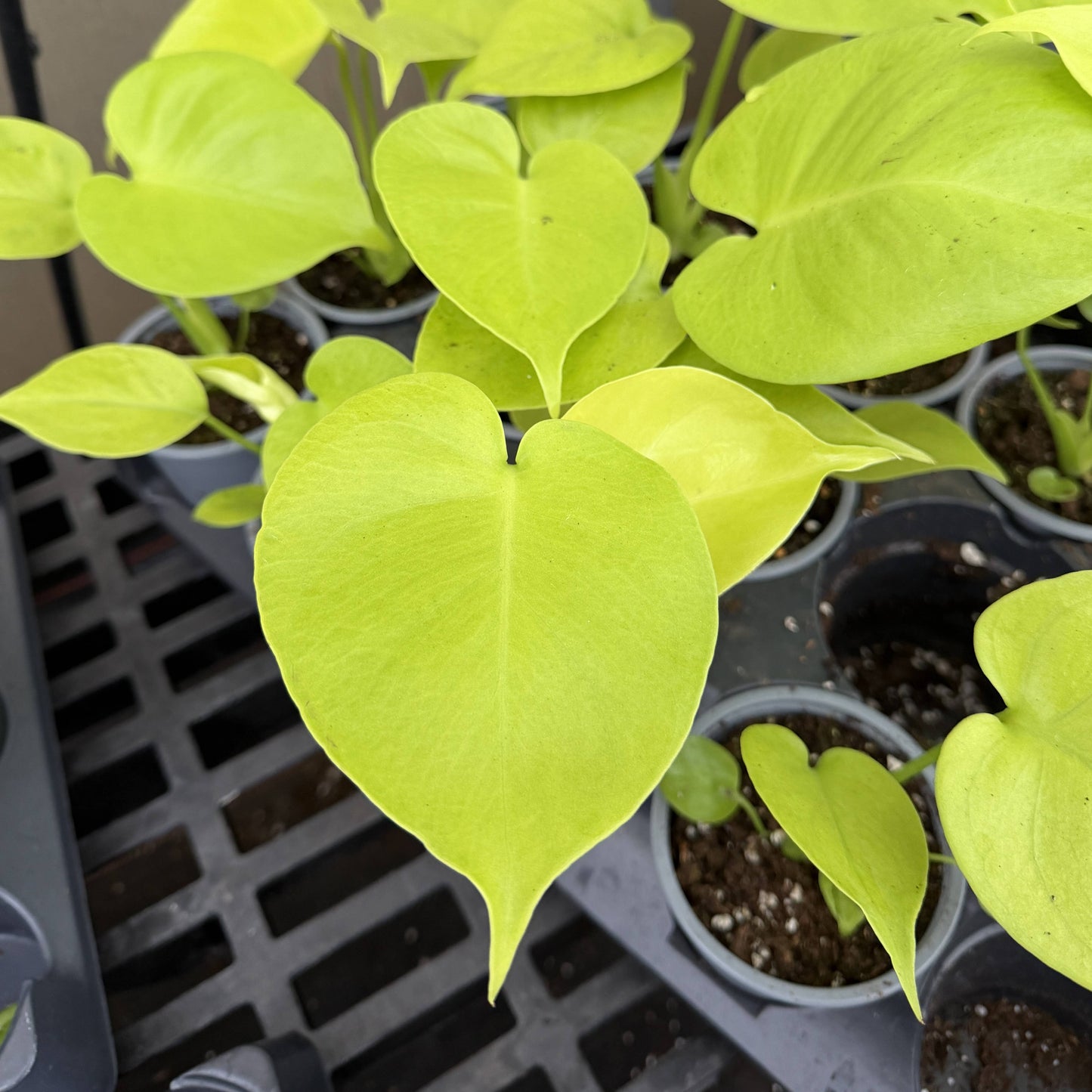 Monstera Super Golden - 4" Live Plant - RARE
