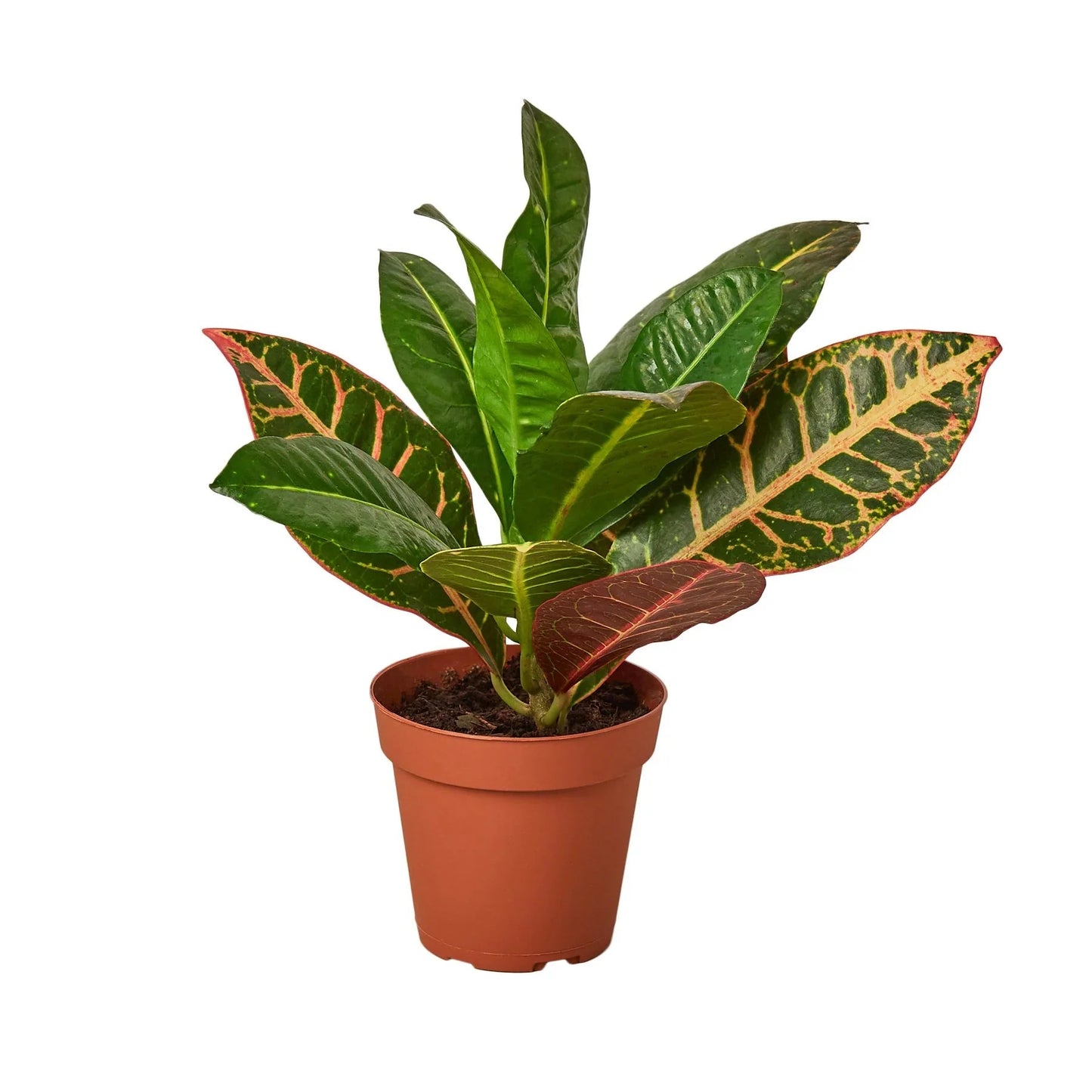 Croton Petra 'Joseph's Coat' - Fleurish Plant Care, LLC