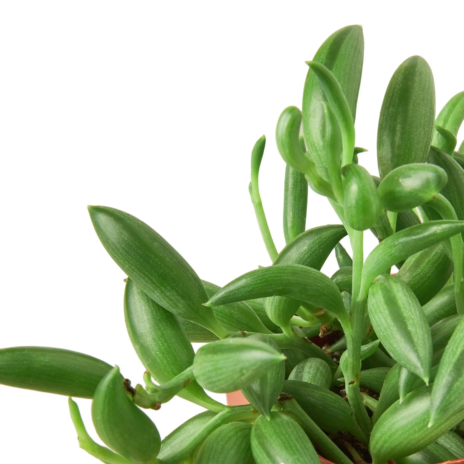 Succulent 'String of Bananas' - Fleurish Plant Care, LLC