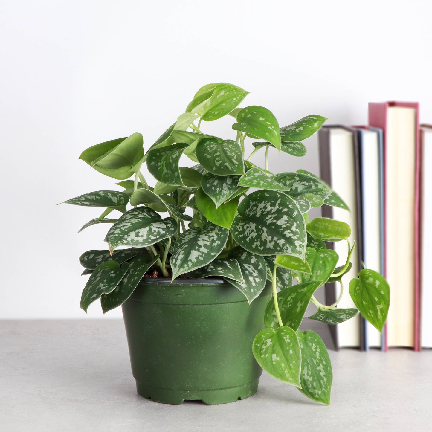 Satin Pothos, Scindapsus Pictus - Live Plant