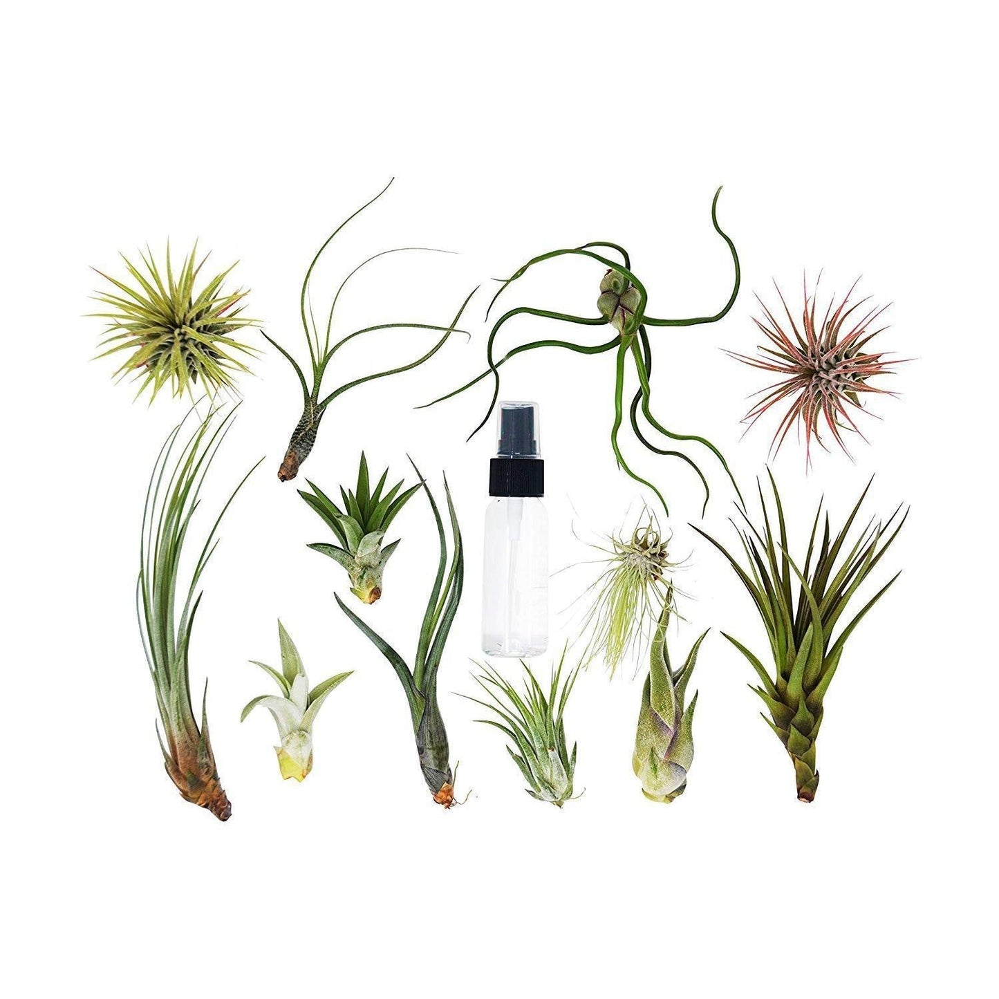 🐾Tillandsia Air Plant Variety w/ Spray - 9 Pack - Fleurish Plant Care, LLC