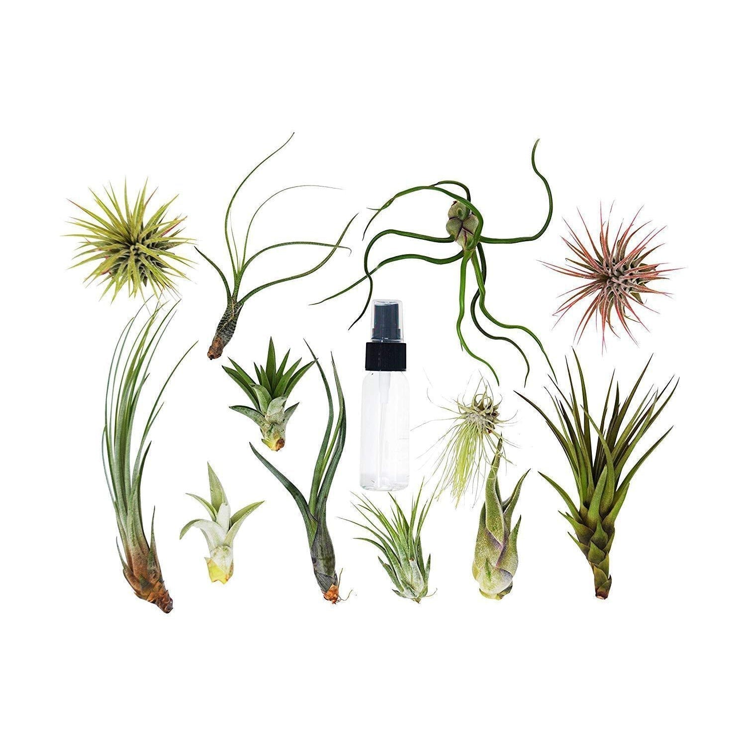 🐾Tillandsia Air Plant Variety w/ Spray - 9 Pack - Fleurish Plant Care, LLC