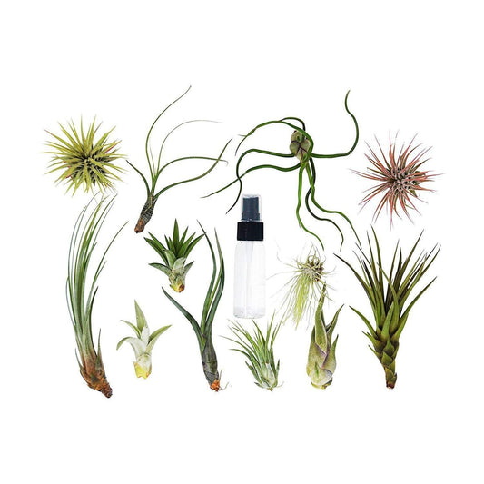 🐾Tillandsia Air Plant Variety w/ Spray - 9 Pack - Fleurish Plant Care, LLC