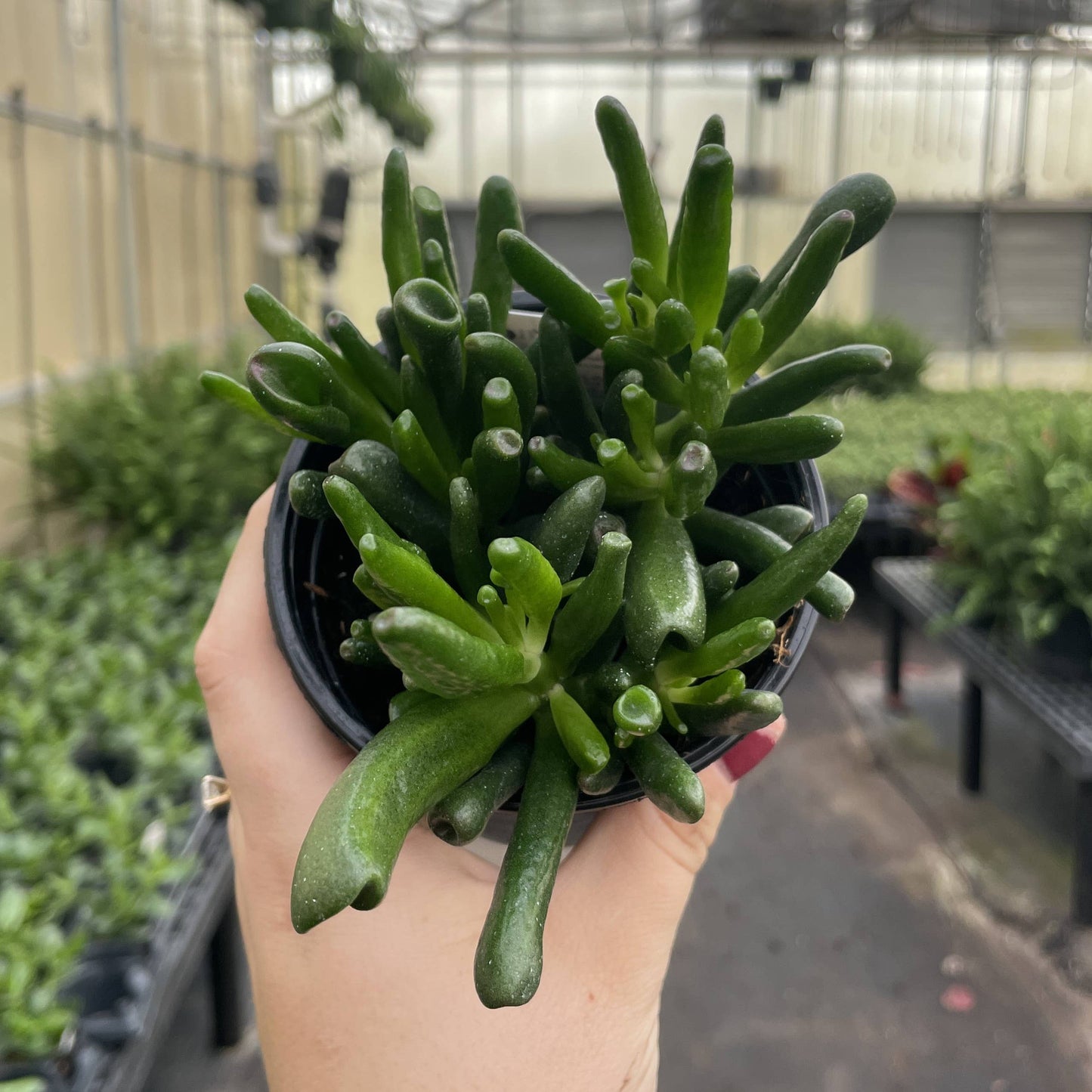 Ogre Ears Jade Plant - Live Plant