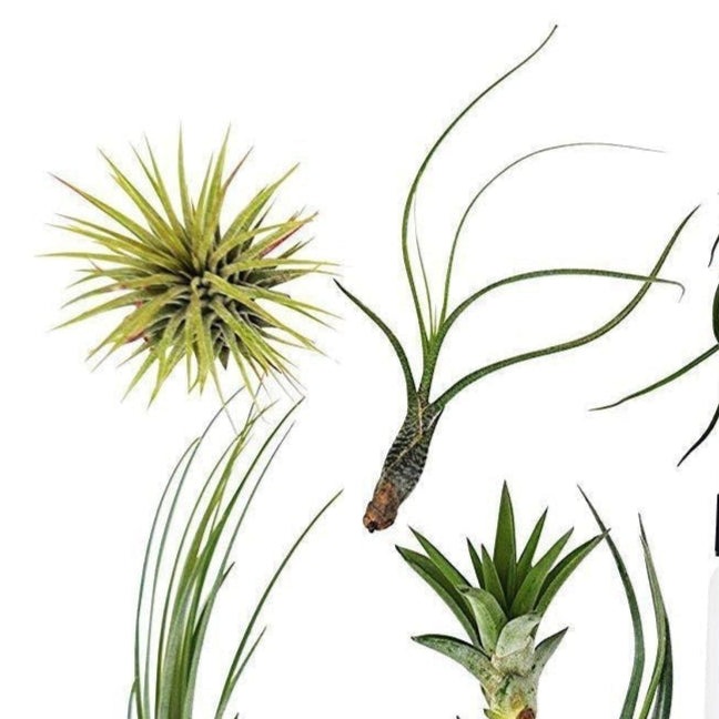 🐾Tillandsia Air Plant Variety w/ Spray - 9 Pack - Fleurish Plant Care, LLC