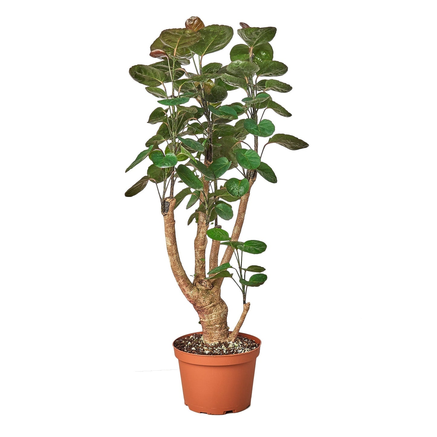 Aralia Fabian Stump 'Polyscias Scutellaria' - Fleurish Plant Care, LLC