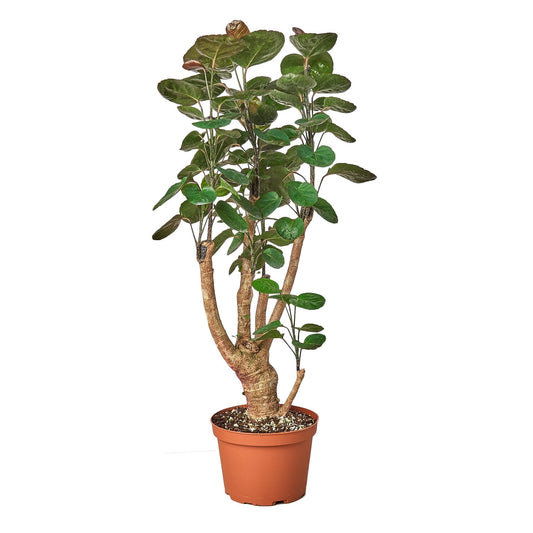 Aralia Fabian Stump 'Polyscias Scutellaria' - Fleurish Plant Care, LLC