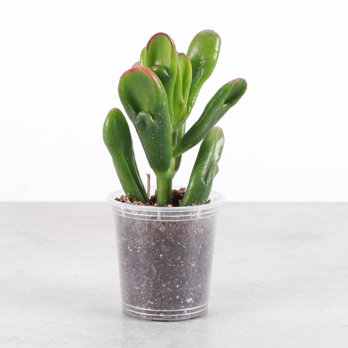 Ogre Ears Jade Plant - Live Plant