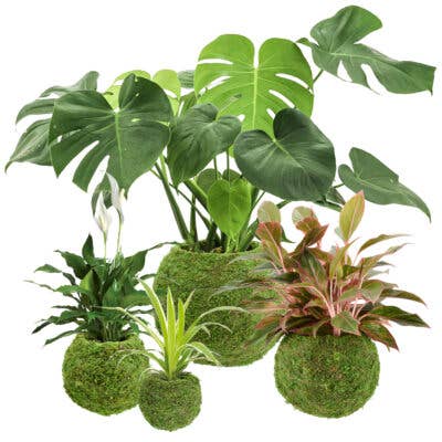 Kokedama Pot for Houseplants