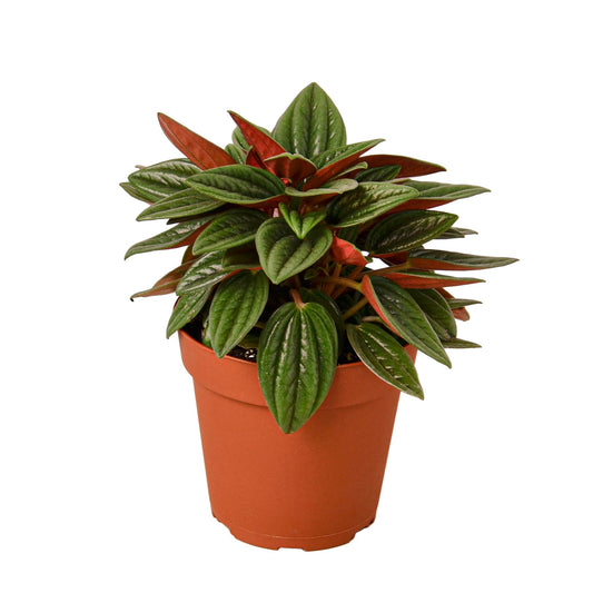 Peperomia Rosso - Fleurish Plant Care, LLC