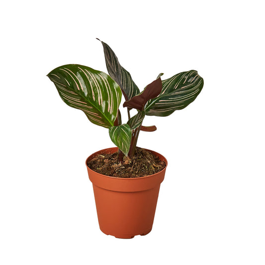 🐾Calathea 'Ornata'