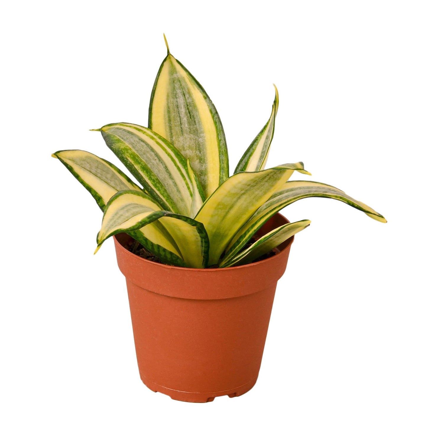 Snake Plant Gold Hahnii - Fleurish Plant Care, LLC