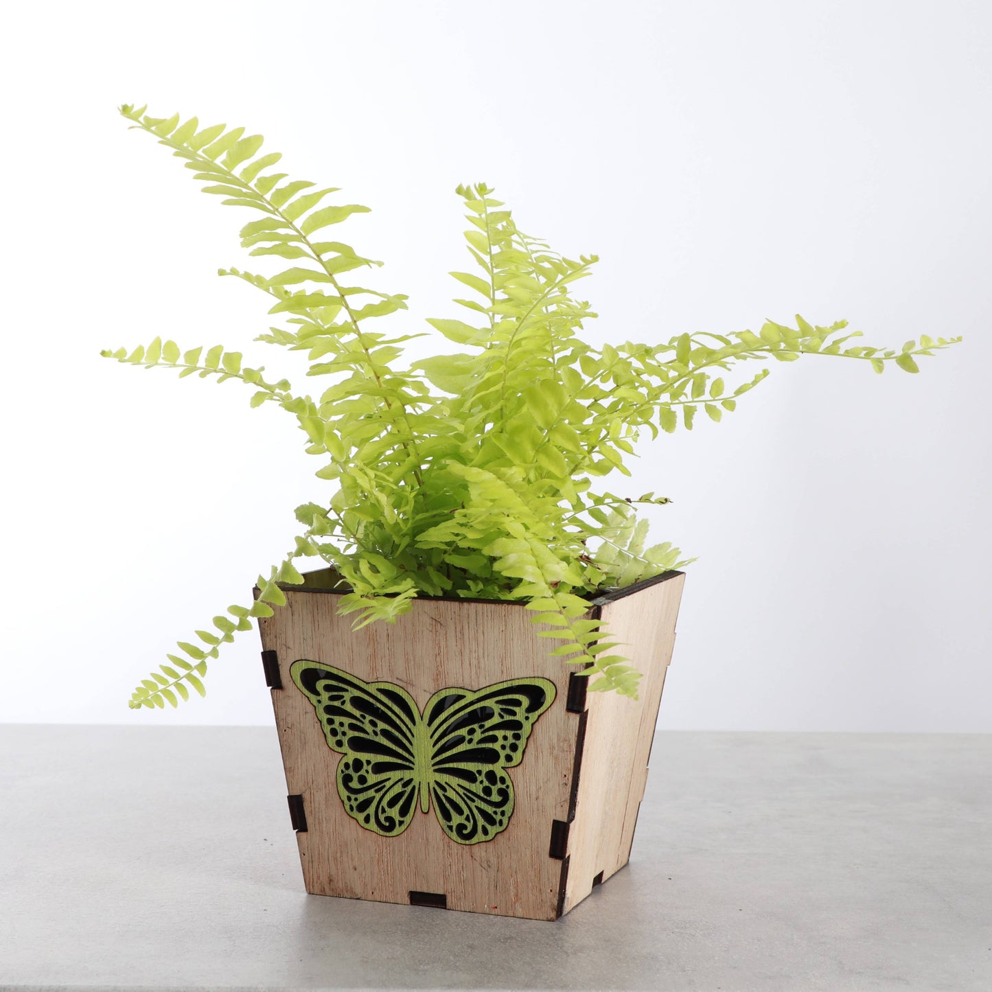 Butterfly Design Wooden Pot for Houseplants - 4" Size