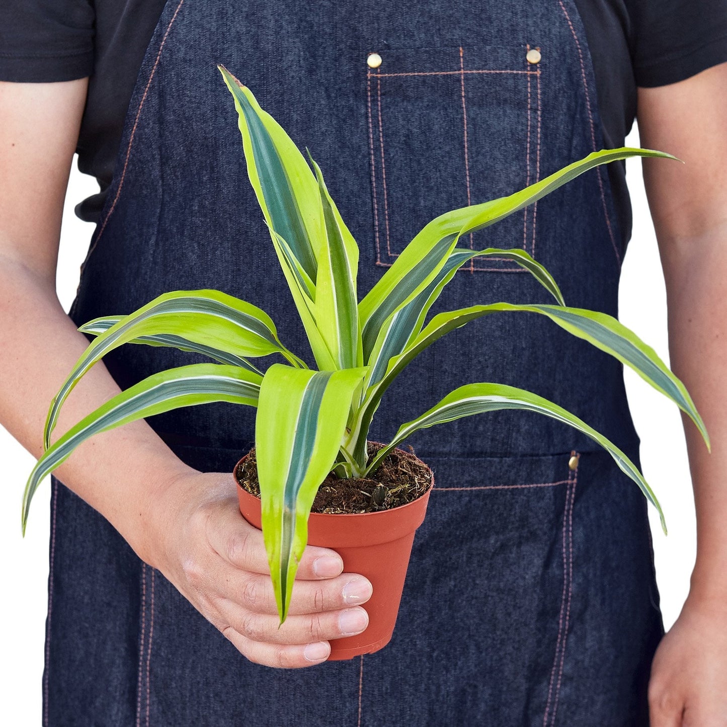 Dracaena Deremensis 'Lemon Lime' - Fleurish Plant Care, LLC