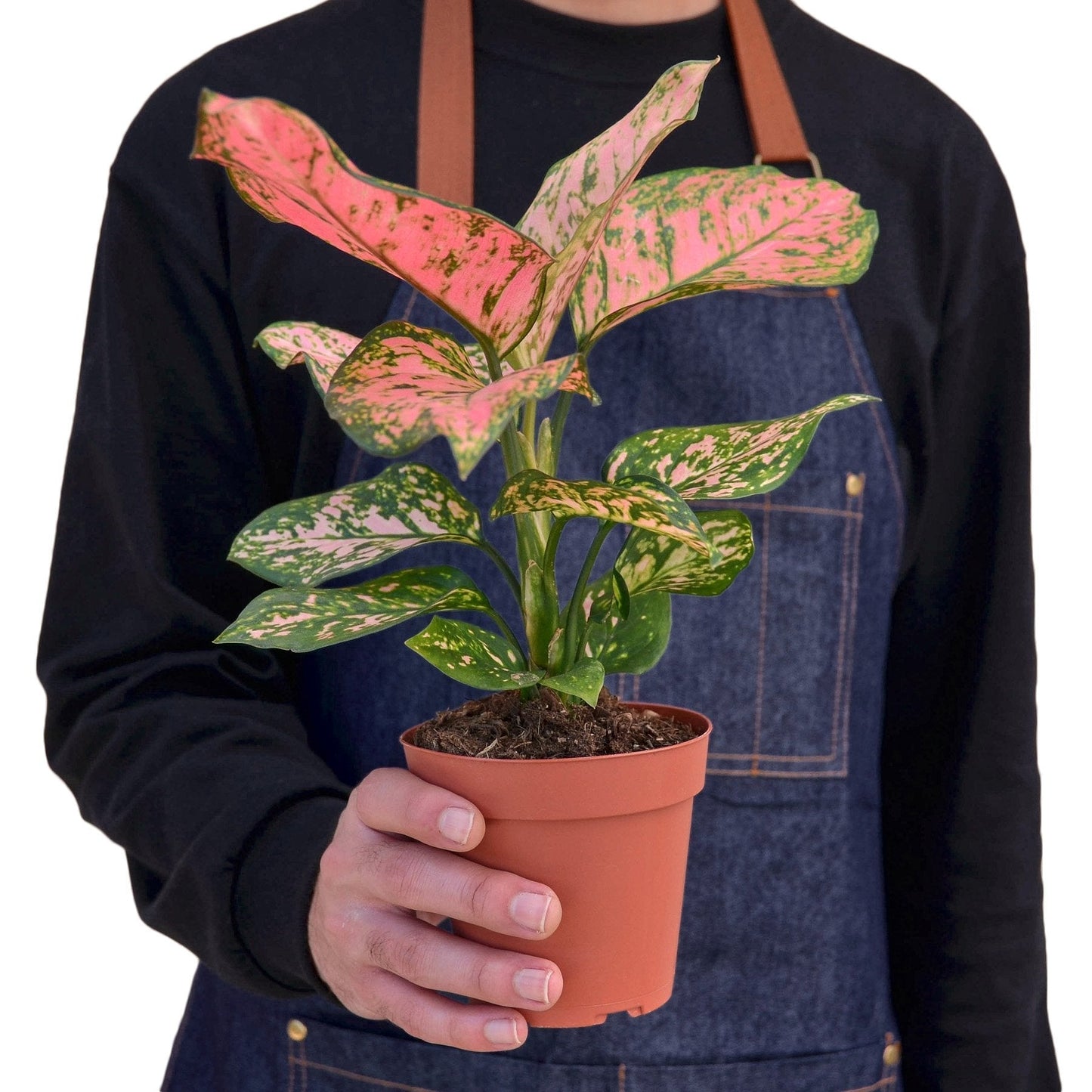 Chinese Evergreen 'Lady Valentine' - Fleurish Plant Care, LLC