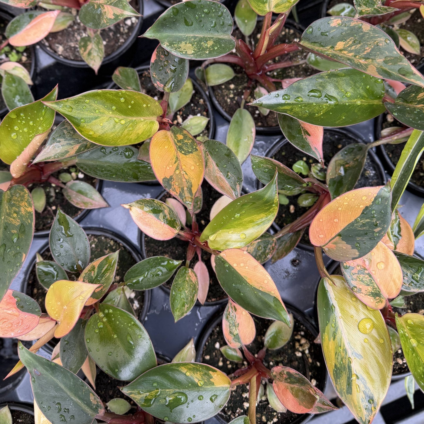 Philodendron Red Congo Variegated - 4" Live Plant - Rare