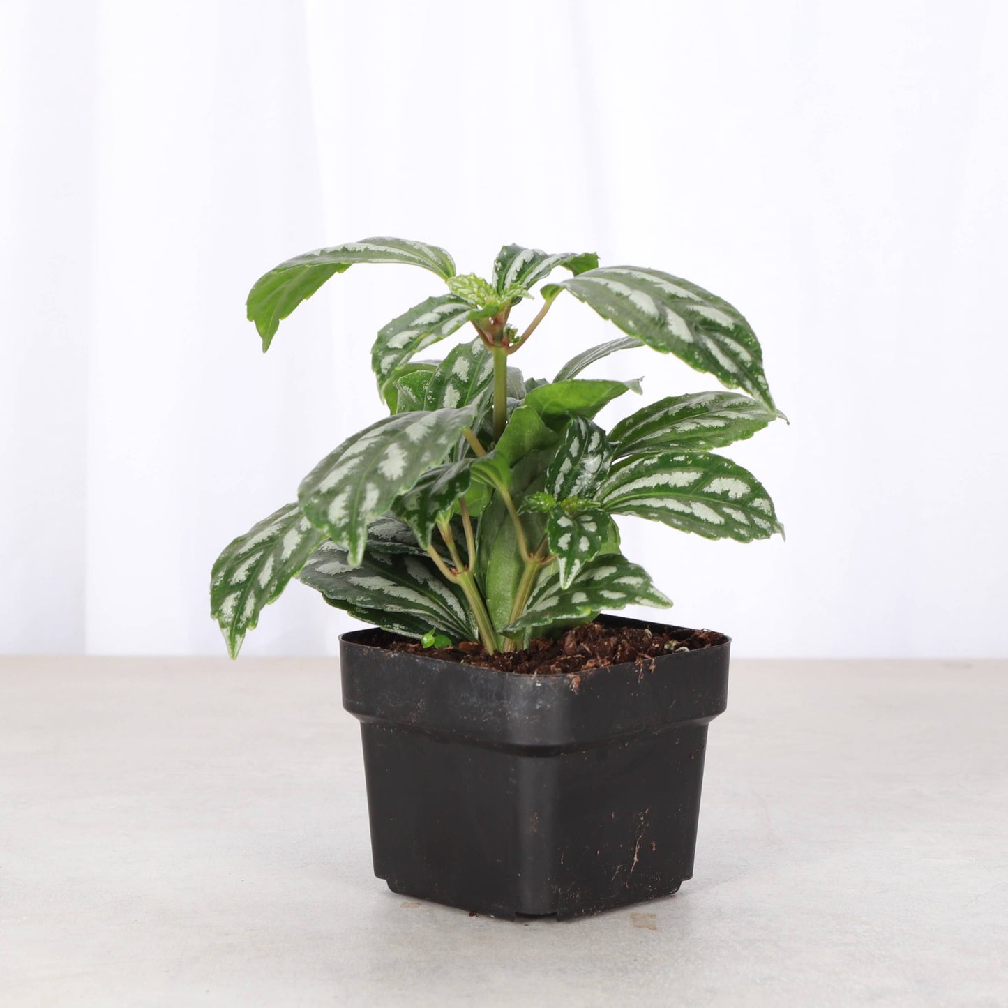 Pilea Aluminum - Live Plant