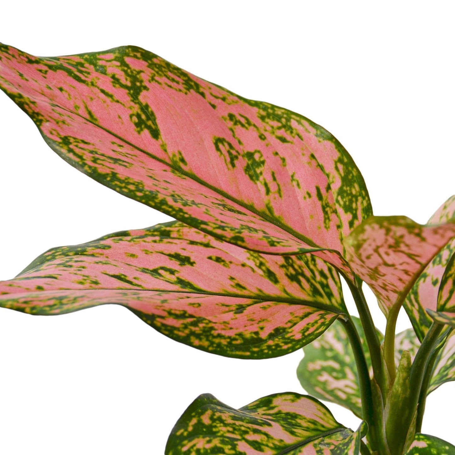 Chinese Evergreen 'Lady Valentine' - Fleurish Plant Care, LLC