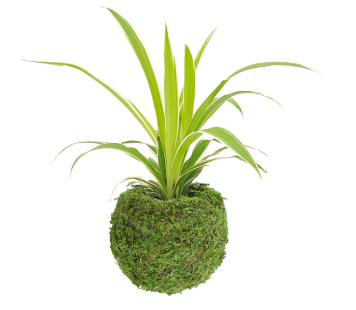 Kokedama Pot for Houseplants
