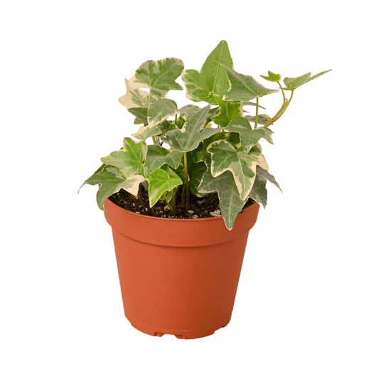 English Ivy 'Glacier' - Fleurish Plant Care, LLC