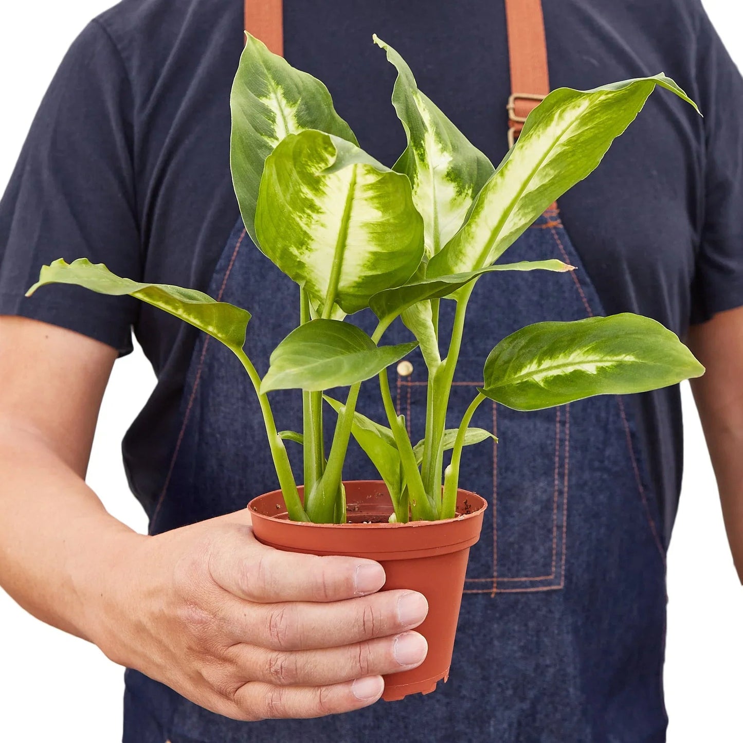 Dieffenbachia Camille - Fleurish Plant Care, LLC