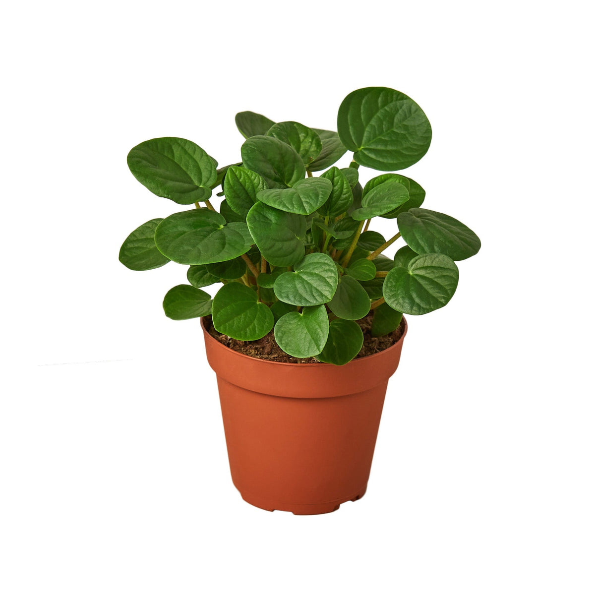Peperomia 'Rana Verde' - Fleurish Plant Care, LLC