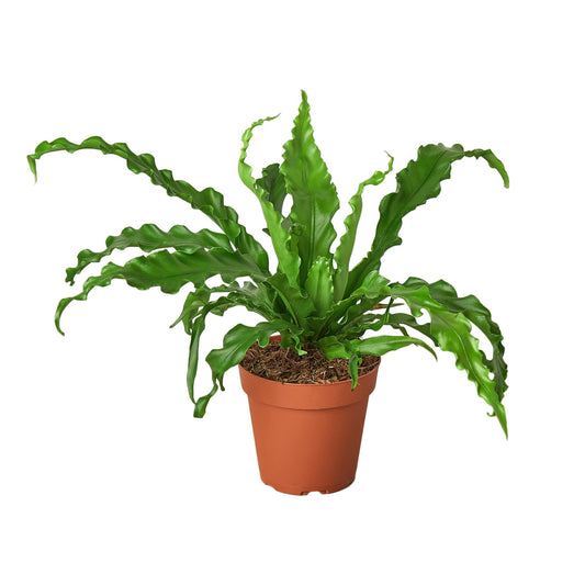 🐾Bird’s Nest 'Victoria' Fern