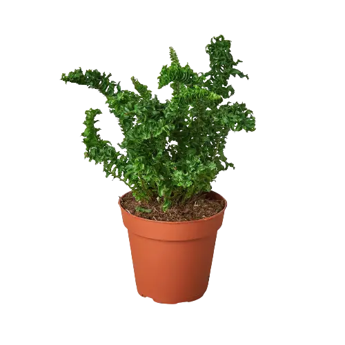 'Emina' Fern - 4" Pot 🐾