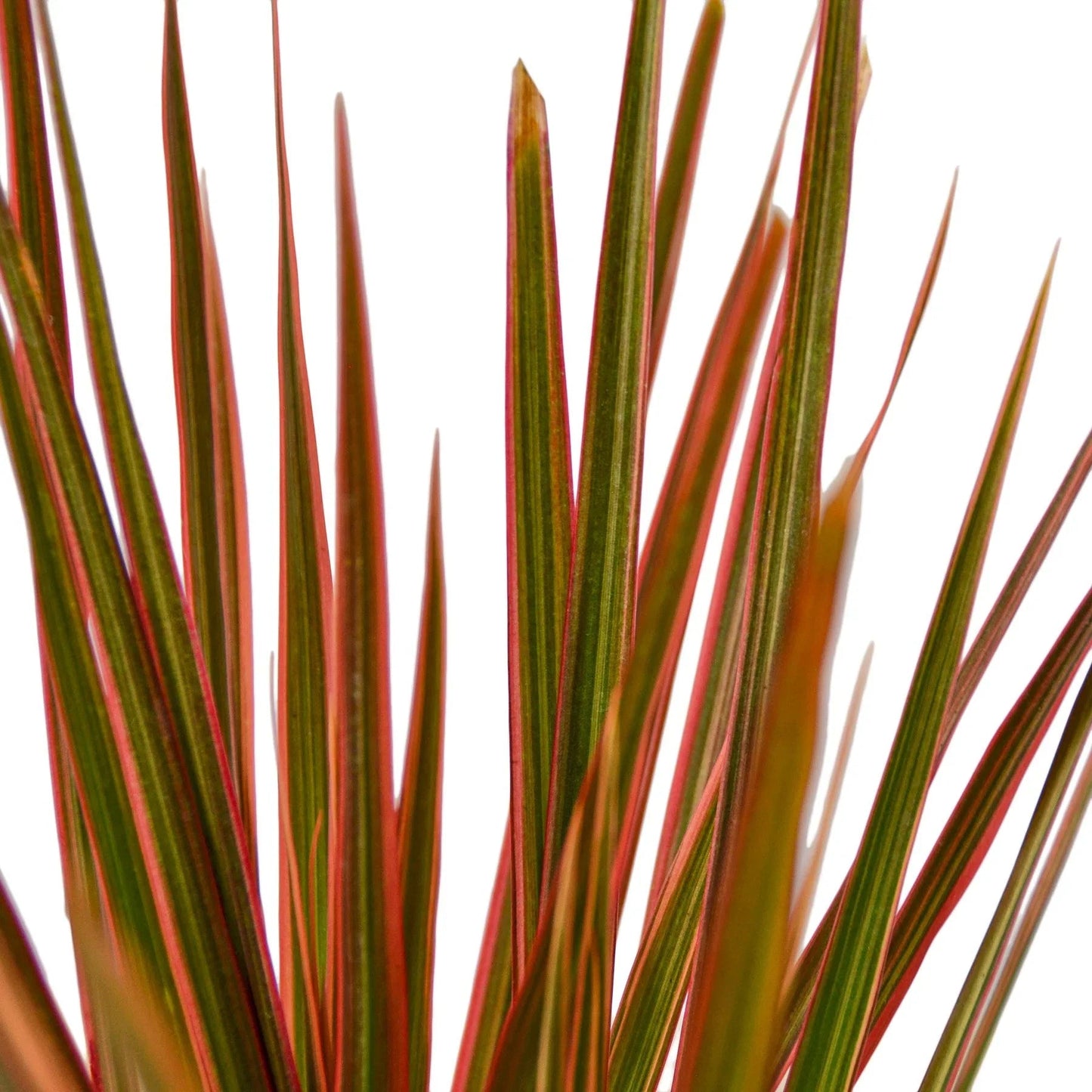 Dracaena 'Colorama' - Fleurish Plant Care, LLC