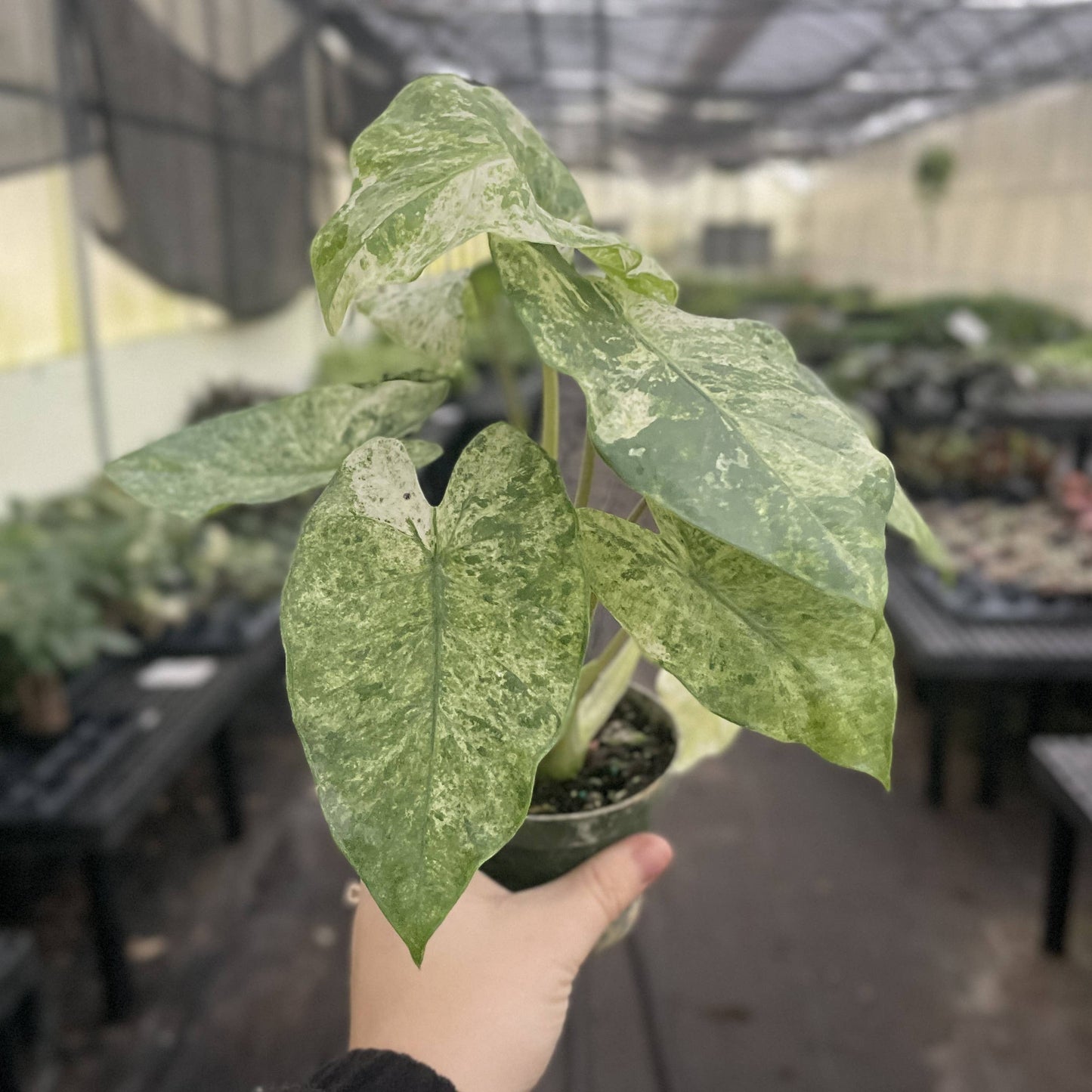 Alocasia Camouflage - Live Plant - RARE