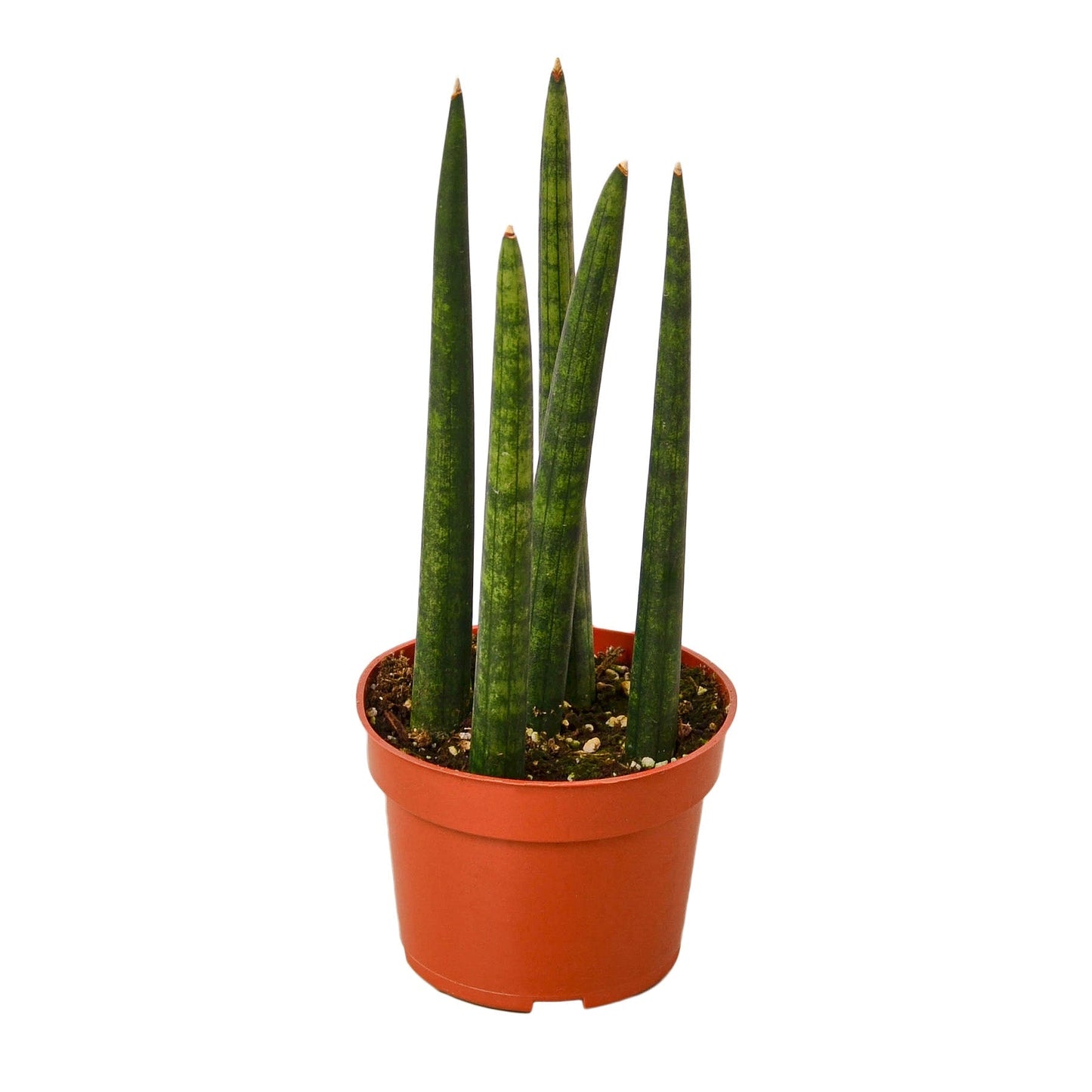 Snake Plant Cylindrica - Fleurish Plant Care, LLC