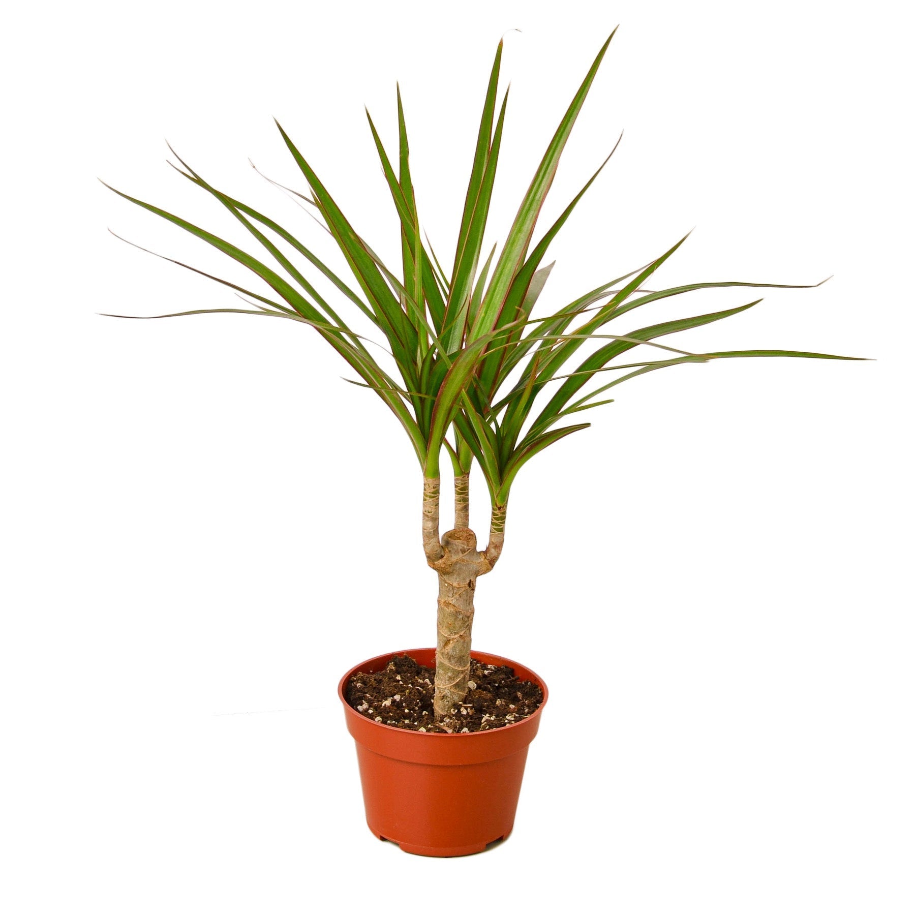 Dracaena Marginata Cane - Fleurish Plant Care, LLC