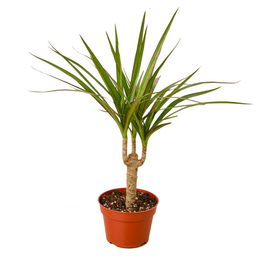 Dracaena Marginata Cane - Fleurish Plant Care, LLC