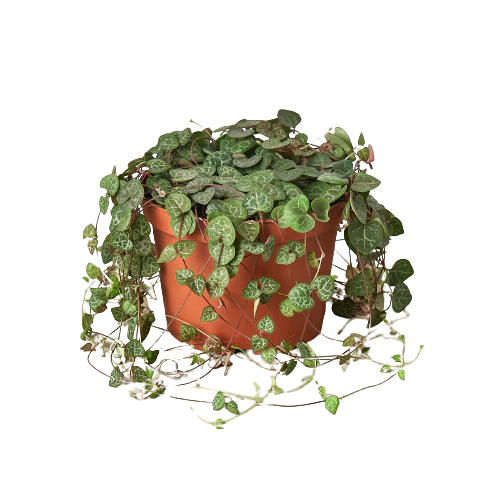 Succulent 'String of Hearts' - Fleurish Plant Care, LLC