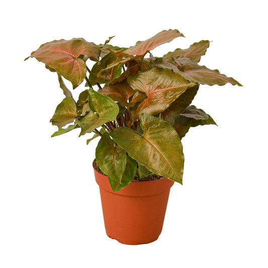 Syngonium Merry - Fleurish Plant Care, LLC