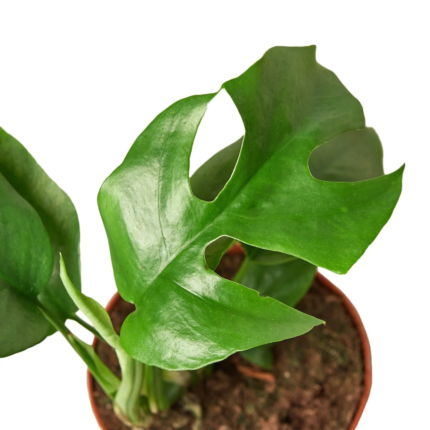 Philodendron Mini Monstera Minima - Fleurish Plant Care, LLC